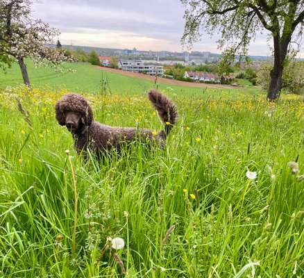 Alles rund um den Pudel-Beitrag-Bild