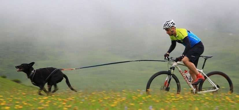 Bikejöring-Beitrag-Bild