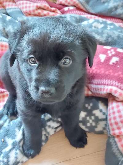 Das erste Bild eures Hundes-Beitrag-Bild