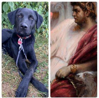 Wie heißt dein Hund?-Beitrag-Bild