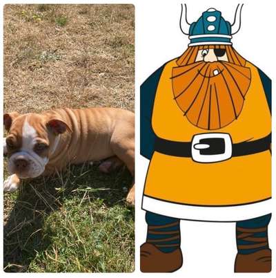 Wie heißt dein Hund?-Beitrag-Bild