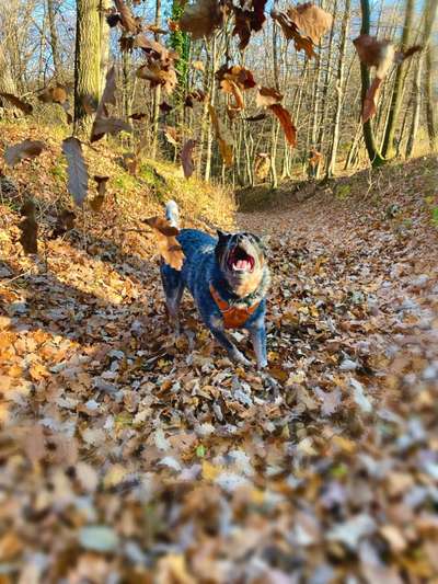 Australian Cattle Dog-Beitrag-Bild