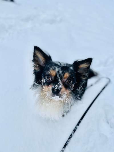 Die Dogorama Kalender Challenge Titelbild-Beitrag-Bild