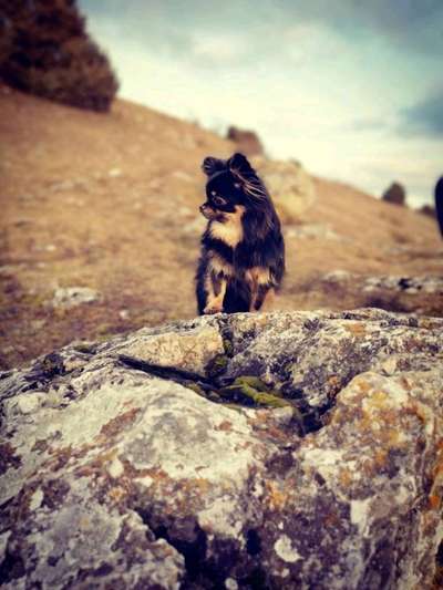 Foto's und Hundemodels-Beitrag-Bild