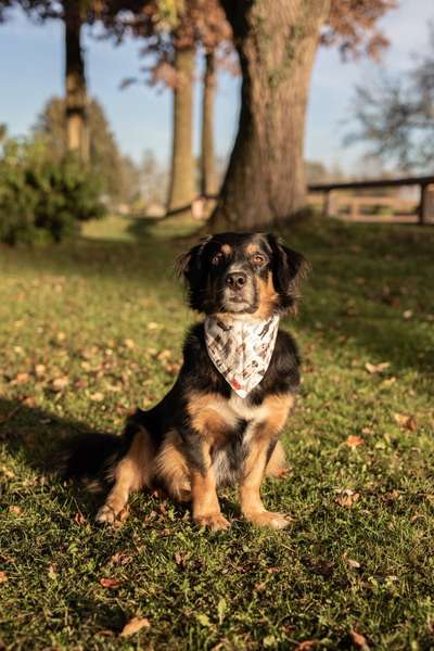 TierschutzhundeStammtisch🐕-Beitrag-Bild