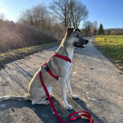 Hundetreffen-Begegnungen üben und Gassifreunde-Bild