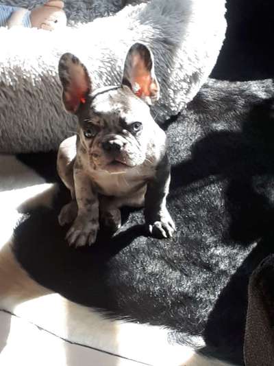 Dogorama Photo Challenge - Hundeblick zum hinschmelzen-Beitrag-Bild