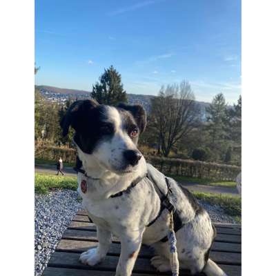 Postet das beste Foto von euren 4 beinern-Beitrag-Bild