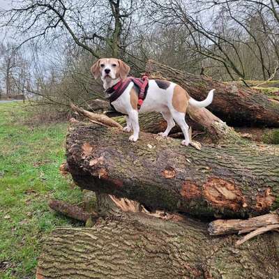 Hundetreffen-Spielen und Gassigehen-Bild