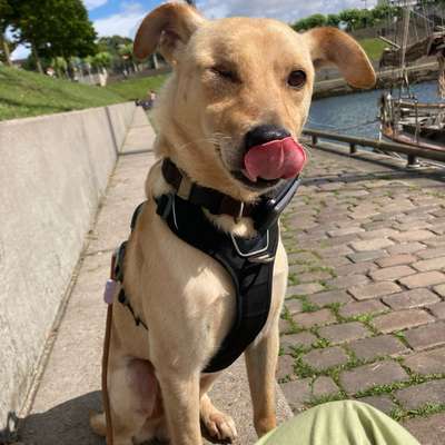 Hundetreffen-Hundebegegnung üben 🐕-Bild