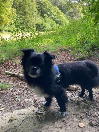 Tibet Spaniel-Beitrag-Bild