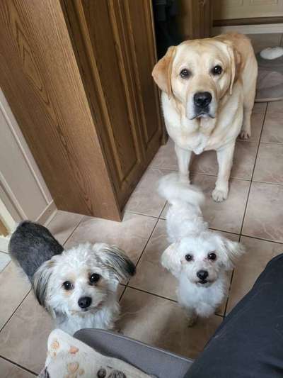 Hundetreffen-Hunde treffen zum Spielen und Gassi gehen-Bild