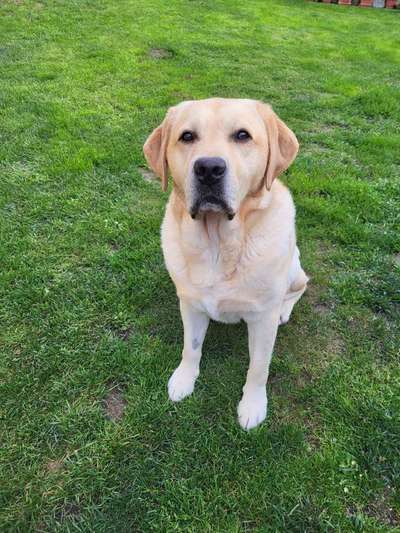 Hundetreffen-Kumpel zum Spielen oder Gassi gehen gesucht.-Bild