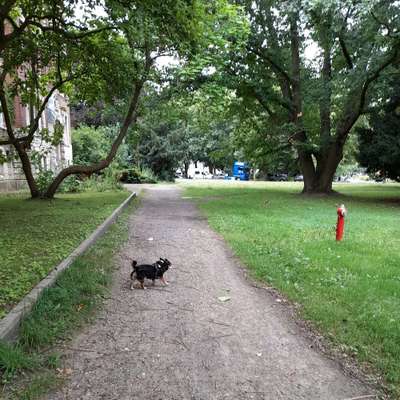 Hundetreffen-Senioren Spaziergang-Bild