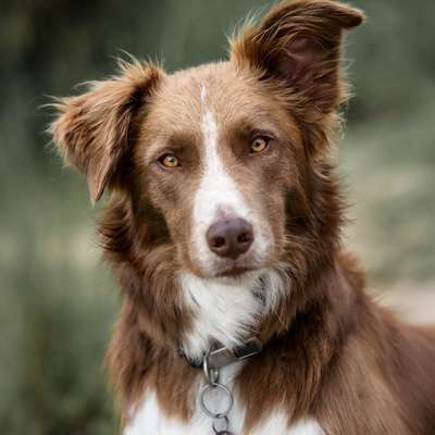 %{de_profession_title}-Hundefotografie-Bild