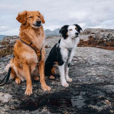 Hundetreffen-Hundekontakte Ilmenau-Bild