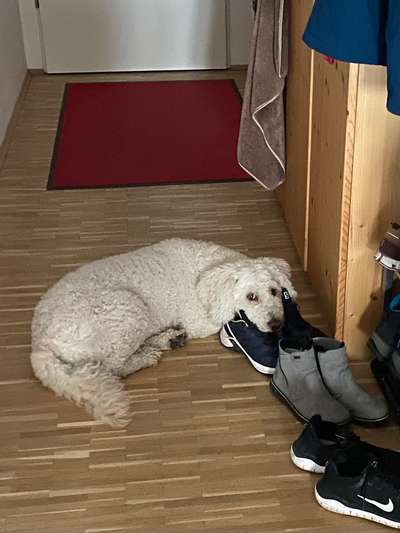 Goldendoodle?-Beitrag-Bild