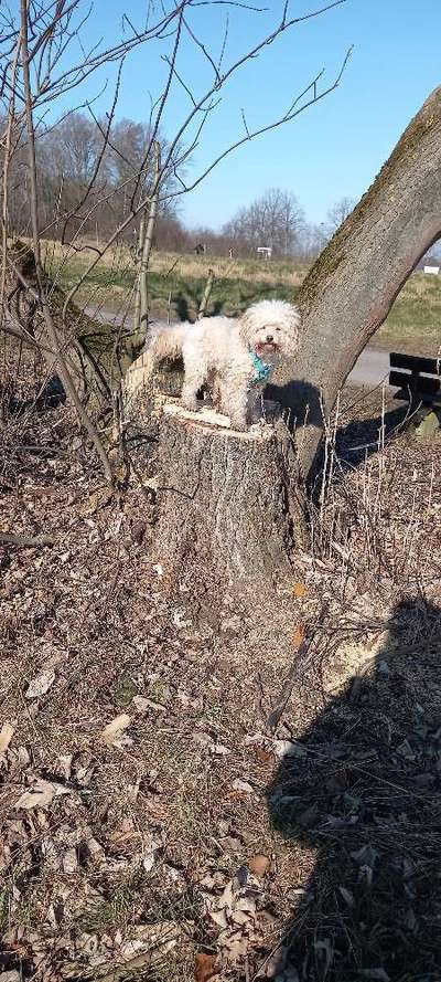 Wie heißt dein Hund?-Beitrag-Bild