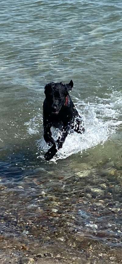 Fotosammlung: ,,Der natürliche Hund" Unbearbeitet, ungestellt und in Natura-Beitrag-Bild