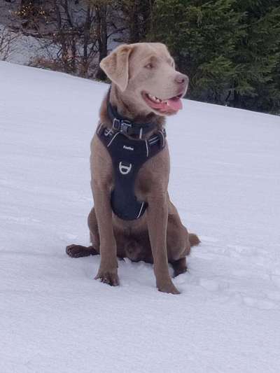 Labradorfans-Beitrag-Bild