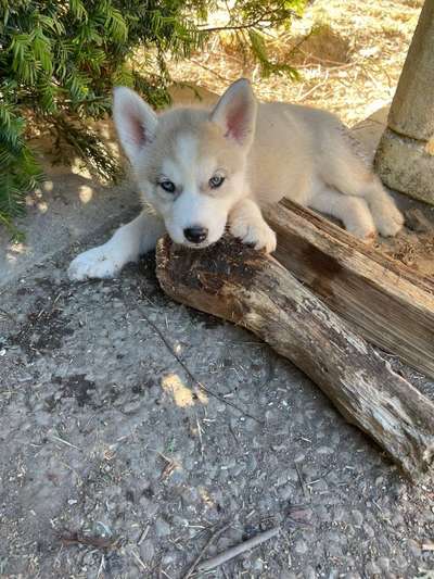 Husky-Beitrag-Bild