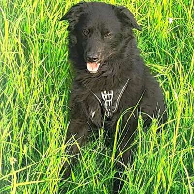 Hundetreffen-Gassi und Spiele treffen-Bild
