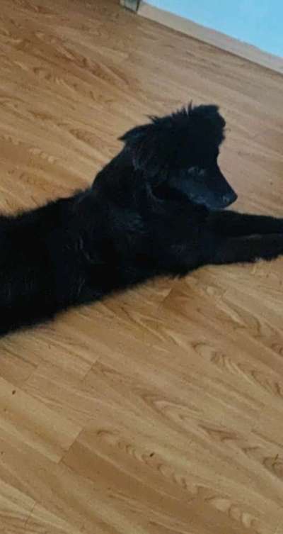 Auslandstierschutz-Beitrag-Bild