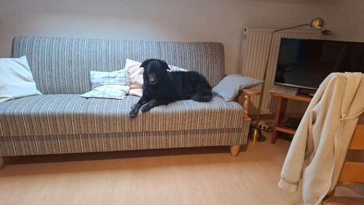 TierschutzhundeStammtisch🐕-Beitrag-Bild