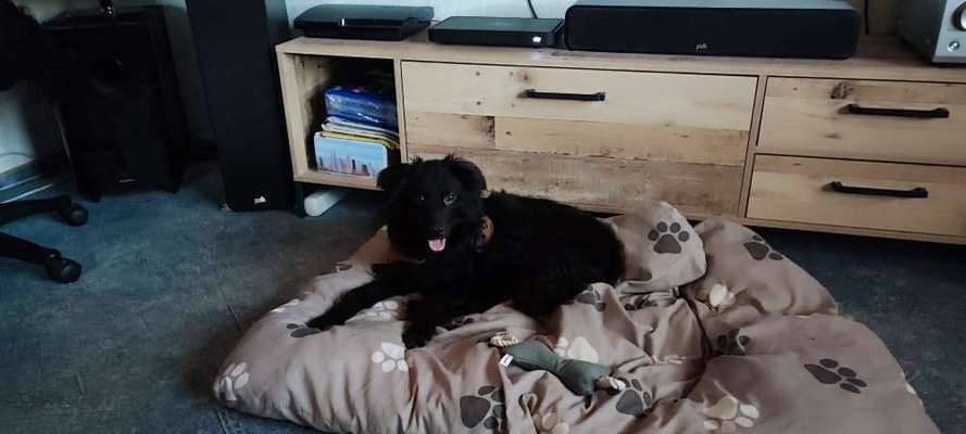 Auslandstierschutz-Beitrag-Bild