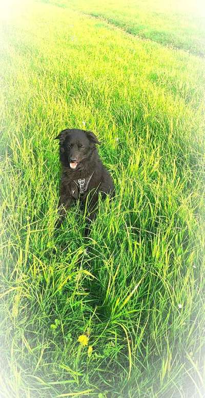 Welche Rasse ist mein Hund ?-Beitrag-Bild