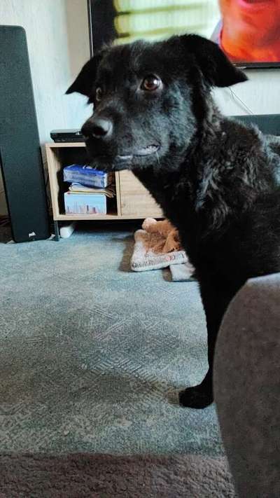 Auslandstierschutz-Beitrag-Bild