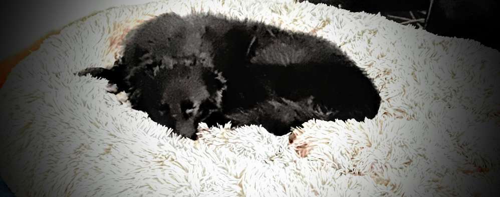 Mischlinge raten - Rätselspaß-Beitrag-Bild