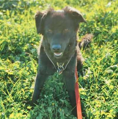 Dogorama Photo Challenge - Gassipause-Beitrag-Bild