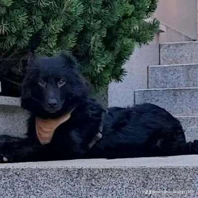 Wie heißt dein Hund?-Beitrag-Bild