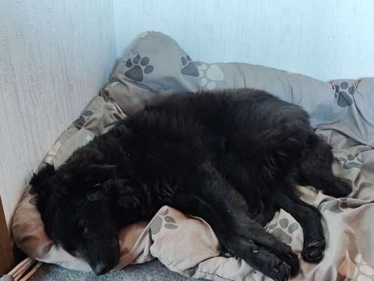 Mudi - Gibt es hier noch weitere ungarische Paprikas?-Beitrag-Bild