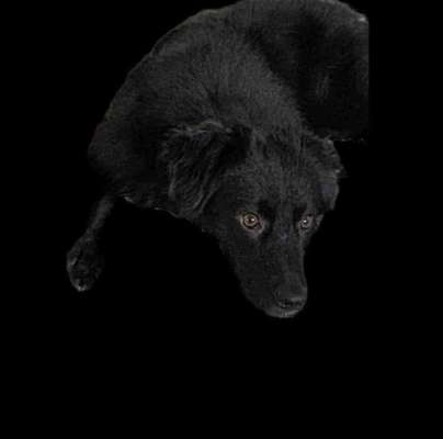 Mischlinge raten - Rätselspaß-Beitrag-Bild