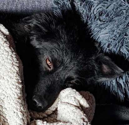 Mischlinge raten - Rätselspaß-Beitrag-Bild