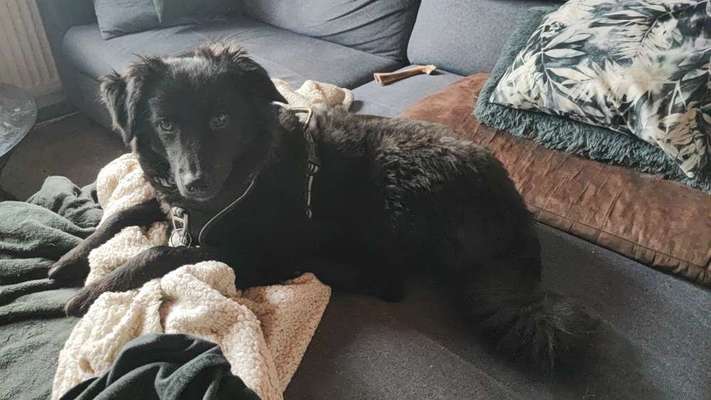 TierschutzhundeStammtisch🐕-Beitrag-Bild