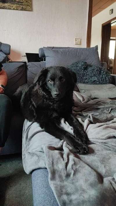 Mischlinge raten - Rätselspaß-Beitrag-Bild