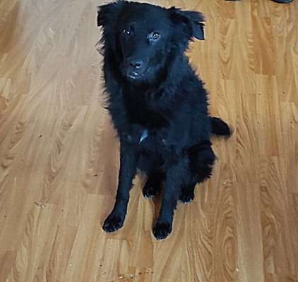 Warum liebst du deinen Hund?-Beitrag-Bild