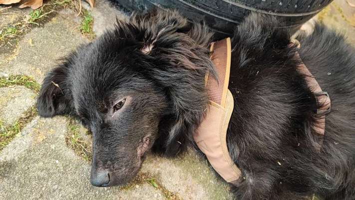 Auslandstierschutz-Beitrag-Bild