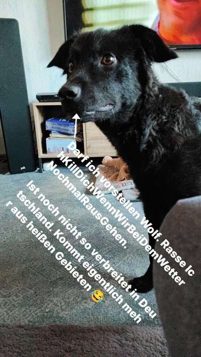 Schäferhund-Beitrag-Bild