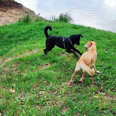 TierschutzhundeStammtisch🐕-Beitrag-Bild