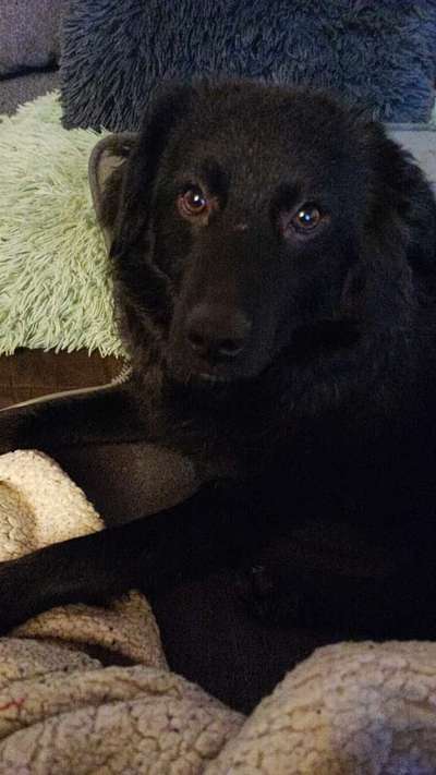 Schäferhund-Beitrag-Bild