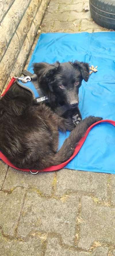 Auslandstierschutz-Beitrag-Bild