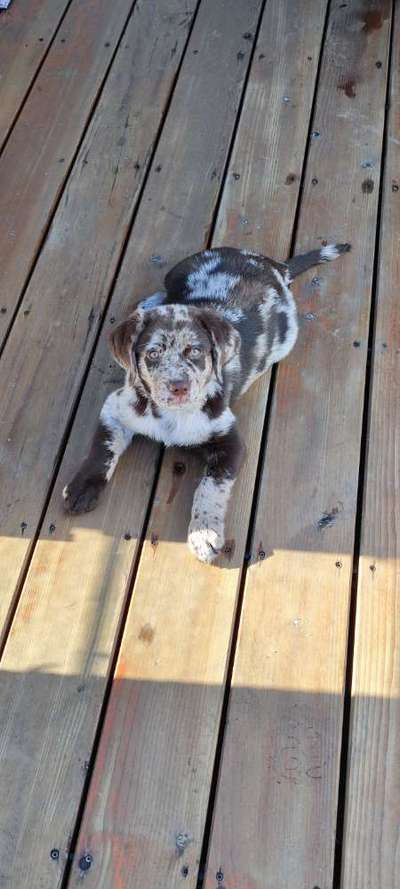 Aussiedors oder Leopard Labrador Gruppe-Beitrag-Bild