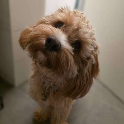 Hundetreffen-Hundebegegnungen üben-Bild