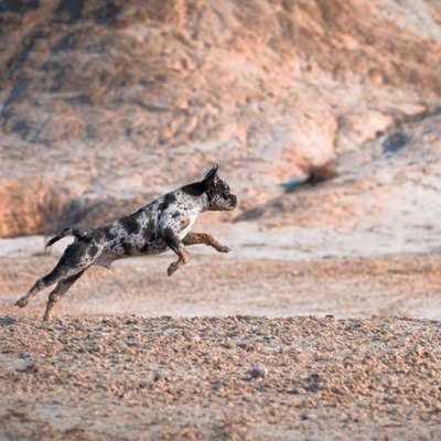 Hundetreffen-Spontanes Treffen-Bild