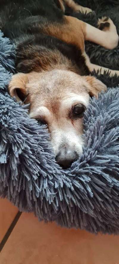 euer ältester Hund ?-Beitrag-Bild