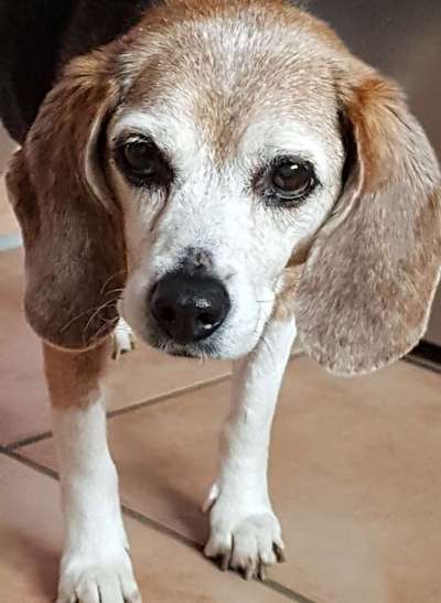 Regenbogenbrücke-Beitrag-Bild